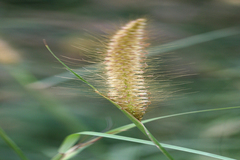 Pennisetum pedicellatum